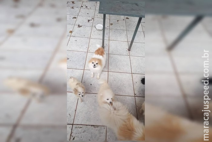 Veterinária mantinha gato sem cabeça e carcaça de coelho em casa Veterinária mantinha gato sem cabeça e carcaça de coelho em casa
