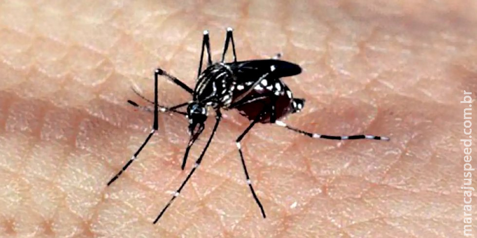 Autoridades sanitárias alertam para alta nos casos de dengue na Europa
