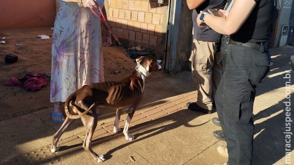 Cachorro abandonado há 7 meses é resgatado de maus-tratos no Caiobá Cachorro abandonado há 7 meses é resgatado de maus-tratos no Caiobá