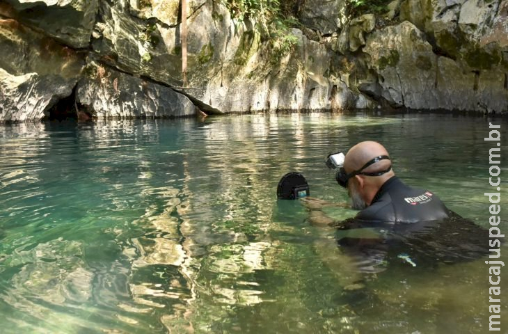 Cascudo criticamente ameaçado de extinção é avistado em caverna de Bonito após 20 anos