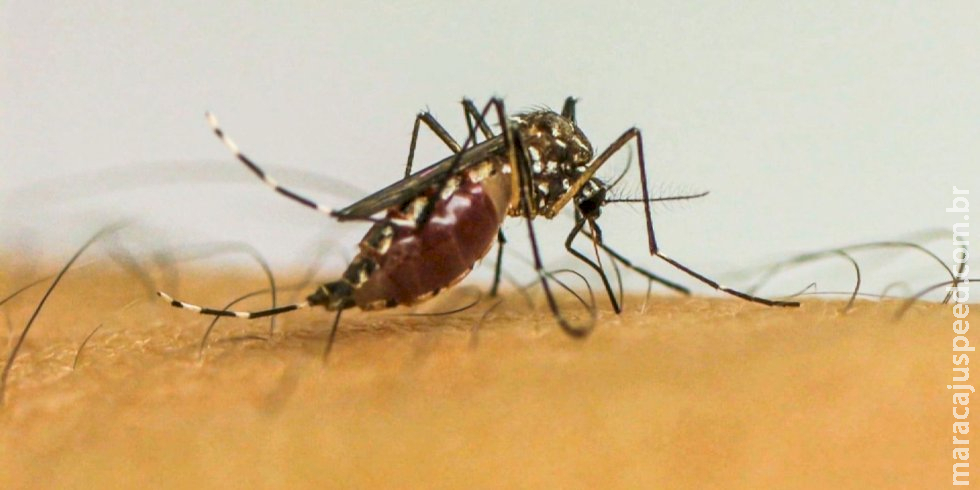 Com 6,3 milhões de casos prováveis, Brasil lidera ranking de dengue Com 6,3 milhões de casos prováveis, Brasil lidera ranking de dengue