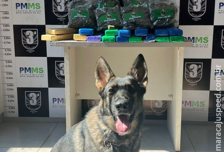 Com auxílio de cão farejador, polícia apreende drogas e munições em Dourados Com auxílio de cão farejador, polícia apreende drogas e munições em Dourados