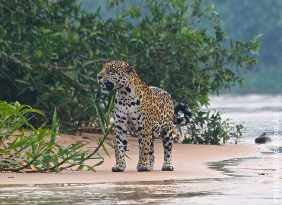 Criação de reserva é comemorada como marco de conservação de onça-pintada no Pantanal Criação de reserva é comemorada como marco de conservação de onça-pintada no Pantanal