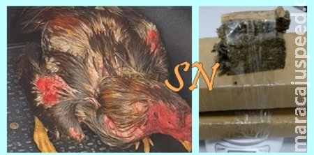 Homem é preso na base da PRF de Sidrolândia com maconha e galos de briga Homem é preso na base da PRF de Sidrolândia com maconha e galos de briga