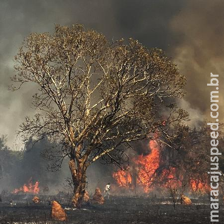 Incêndios consomem mais de 661 Mil Hectares no Pantanal, revela Nota Técnica Incêndios consomem mais de 661 Mil Hectares no Pantanal, revela Nota Técnica