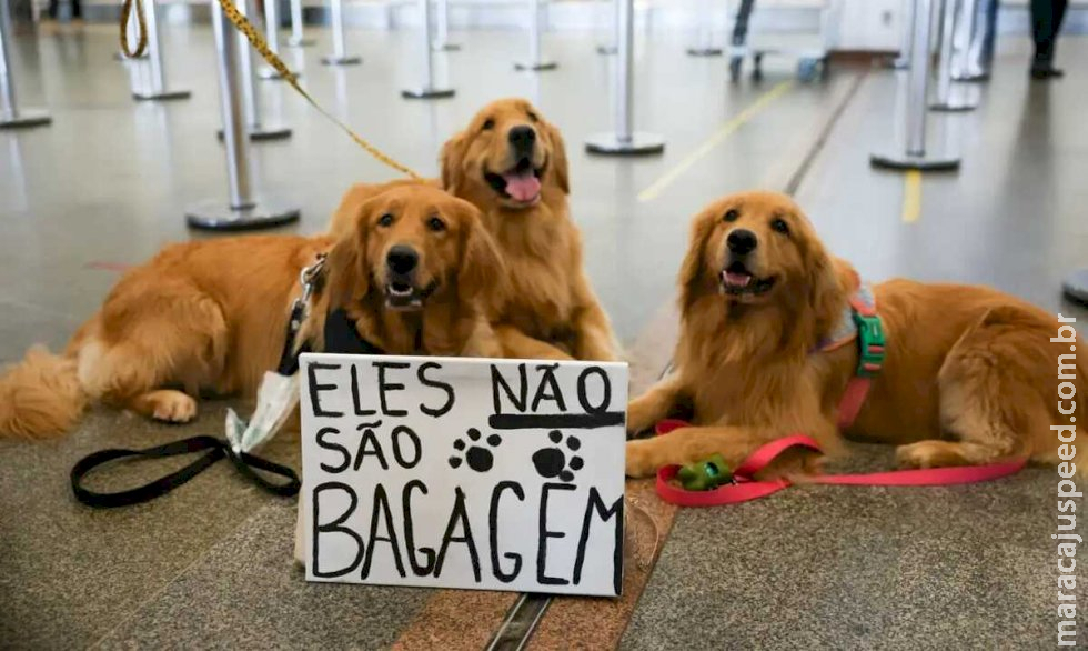 Justiça aumenta indenização e Latam paga R$ 30 mil por morte de cachorro em voo Justiça aumenta indenização e Latam paga R$ 30 mil por morte de cachorro em voo