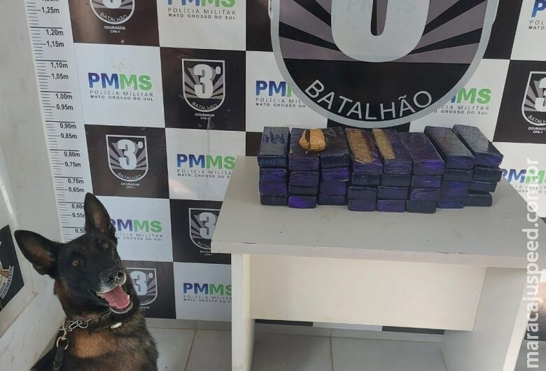 Maconha que seria levada para o Mato Grosso é apreendida em Dourados Maconha que seria levada para o Mato Grosso é apreendida em Dourados