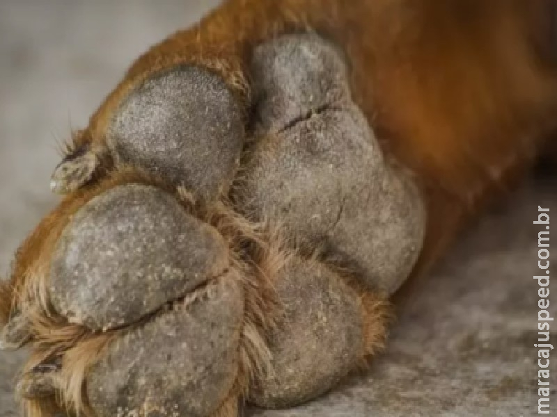 Morador de Terenos relata morte covarde de cachorro por disparo de arma de fogo Morador de Terenos relata morte covarde de cachorro por disparo de arma de fogo