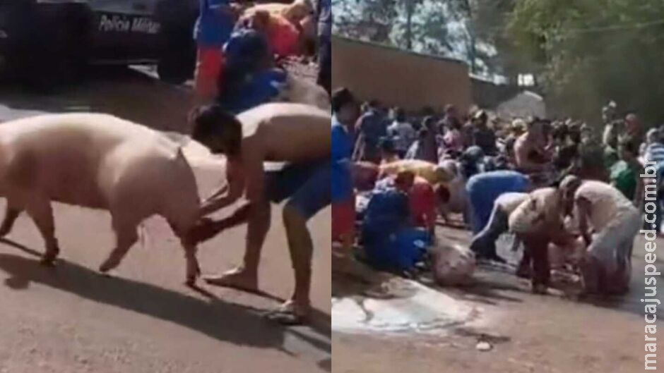 Moradores saqueiam porcos vivos em acidente em Dourados Moradores saqueiam porcos vivos em acidente em Dourados