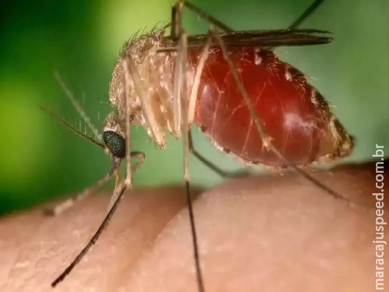 Paciente com Febre Oropouche em MS ficou 15 dias na Bahia e achou que estava com dengue Paciente com Febre Oropouche em MS ficou 15 dias na Bahia e achou que estava com dengue