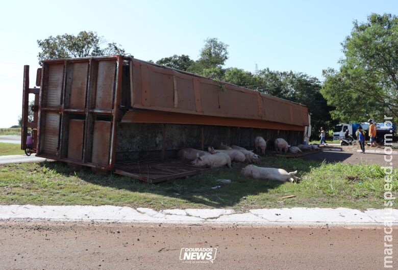 Polícia investiga furto, abigeato e maus tratos no caso de porcos saqueados após acidente Polícia investiga furto, abigeato e maus tratos no caso de porcos saqueados após acidente