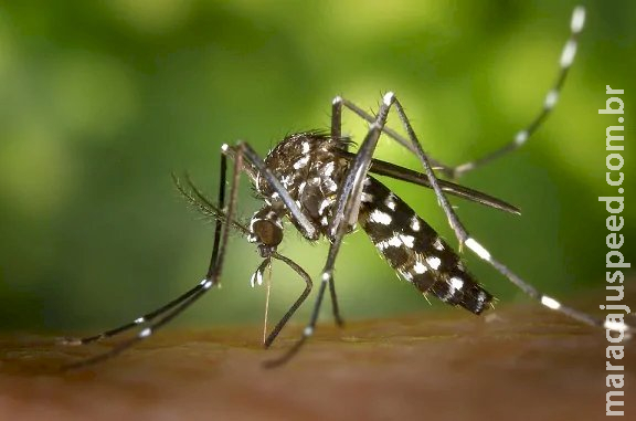 Registradas mais 4 mortes por dengue; menina de 8 anos entre elas Registradas mais 4 mortes por dengue; menina de 8 anos entre elas