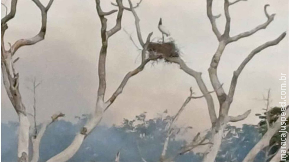 Símbolo da vida pantaneira, fumaça de incêndios cobre ninho de tuiuiú em área devastada Símbolo da vida pantaneira, fumaça de incêndios cobre ninho de tuiuiú em área devastada