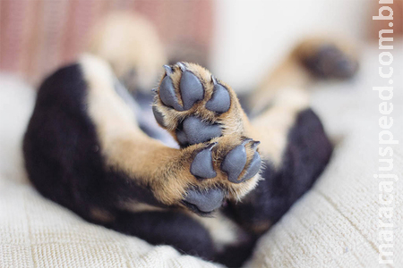 Adolescente mata cachorro a chutes por animal fugir de casa em Aquidauana Adolescente mata cachorro a chutes por animal fugir de casa em Aquidauana