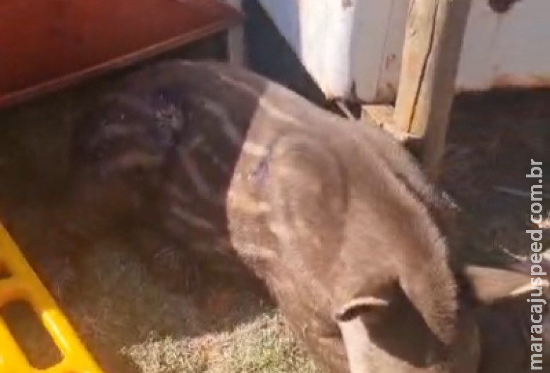 Anta é resgatada após acidente com colheitadeira em fazenda de MS Anta é resgatada após acidente com colheitadeira em fazenda de MS