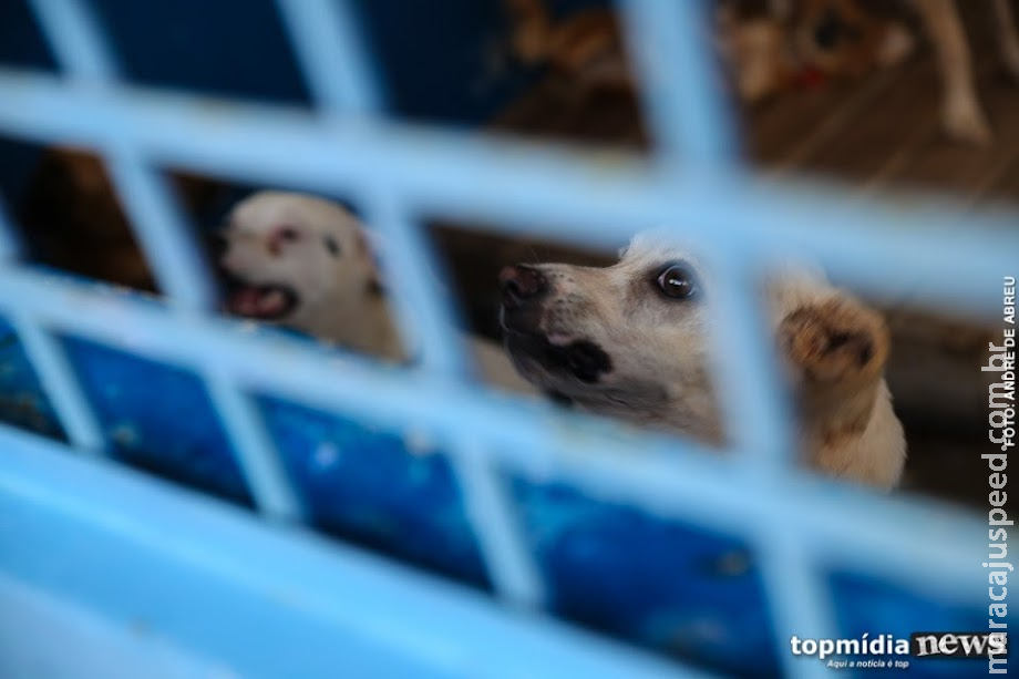 Cachorro ataca e deixa cadela com vísceras expostas no Estrela Dalva; tutora foi detida