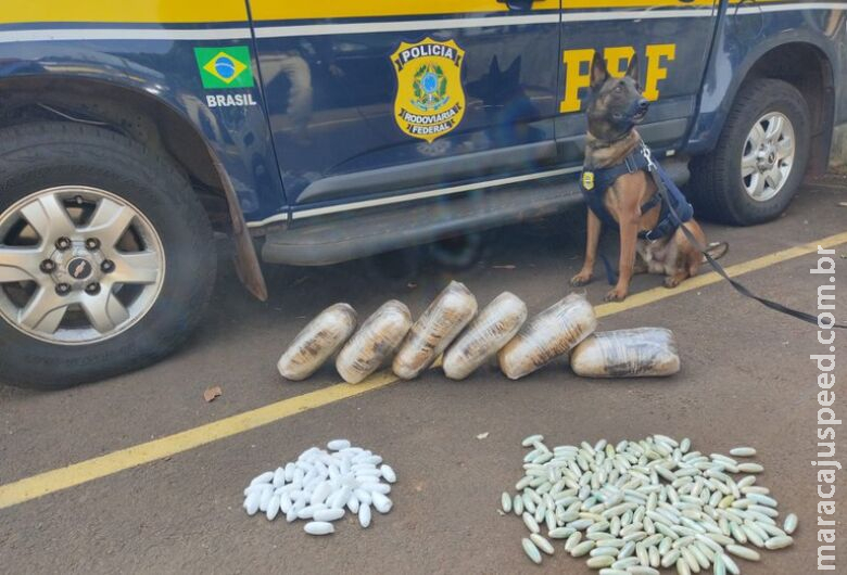 Com auxílio de cães farejadores, polícia apreende drogas em ônibus na BR-262 Com auxílio de cães farejadores, polícia apreende drogas em ônibus na BR-262