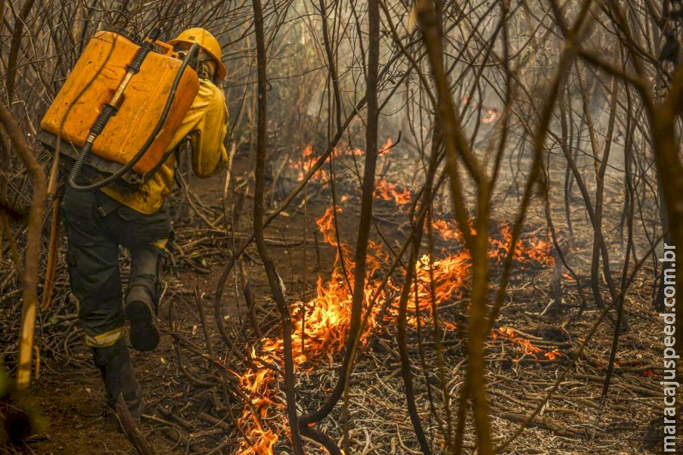 Com mais de 5% já queimado, Pantanal de MS sofre com retorno dos incêndios Com mais de 5% já queimado, Pantanal de MS sofre com retorno dos incêndios