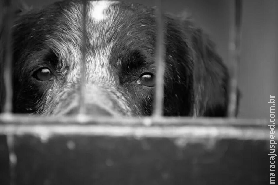 Condenado por maus-tratos, homem fica 2 anos proibido de ter animais Condenado por maus-tratos, homem fica 2 anos proibido de ter animais