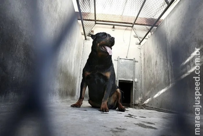 Criança de 2 anos morre após ataque de rottweiler no interior de SP Criança de 2 anos morre após ataque de rottweiler no interior de SP