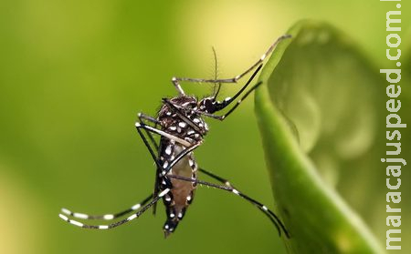 Dengue: Brasil tem, em 6 meses, 6,1 milhões de casos e 4,2 mil mortes Dengue: Brasil tem, em 6 meses, 6,1 milhões de casos e 4,2 mil mortes