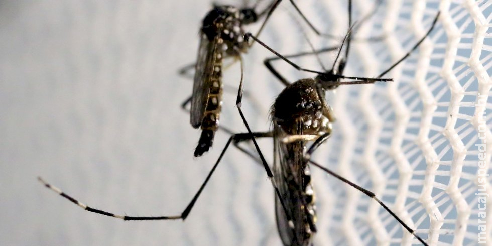 Estratégia de combate ao Aedes com larvicida vira política nacional Estratégia de combate ao Aedes com larvicida vira política nacional