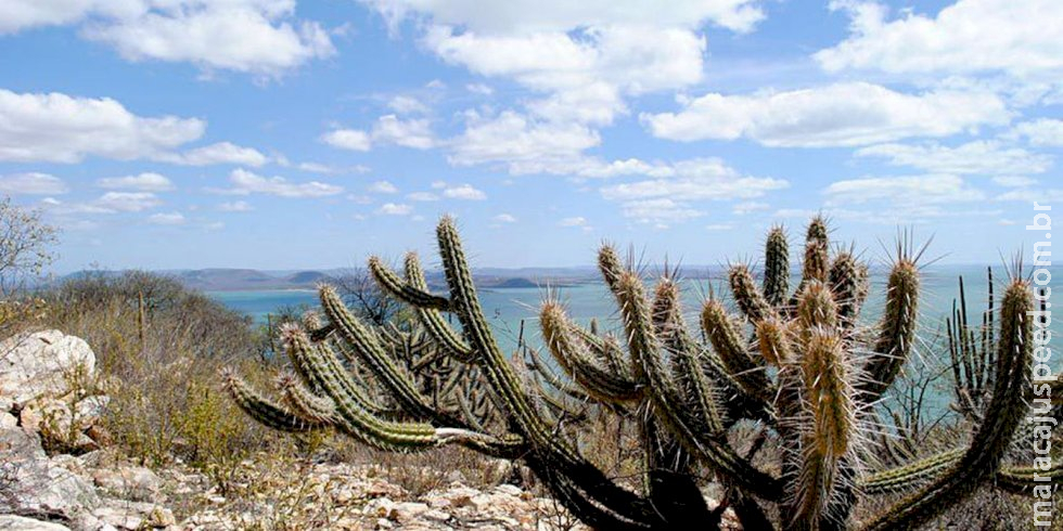 Estudo vê chance de recuperação de meio milhão de hectares de caatinga Estudo vê chance de recuperação de meio milhão de hectares de caatinga
