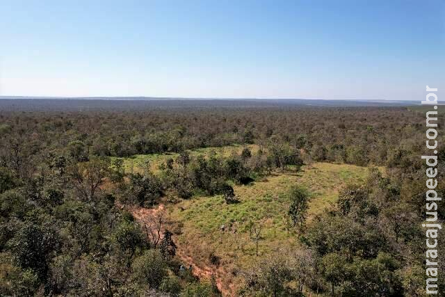 Fábrica de celulose terá corredor com 5 mil hectares de vegetação nativa em MS Fábrica de celulose terá corredor com 5 mil hectares de vegetação nativa em MS