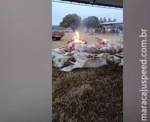Funcionários de fazenda em MS fazem fogueira para salvar gado do frio extremo Funcionários de fazenda em MS fazem fogueira para salvar gado do frio extremo