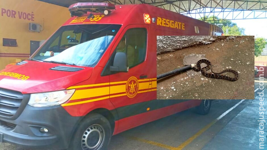 Homem desmaia e fica em estado grave após ser picado por jararaca em Miranda Homem desmaia e fica em estado grave após ser picado por jararaca em Miranda