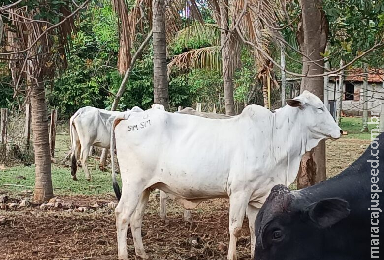 Homem é preso em propriedade rural por receptação de gado furtado