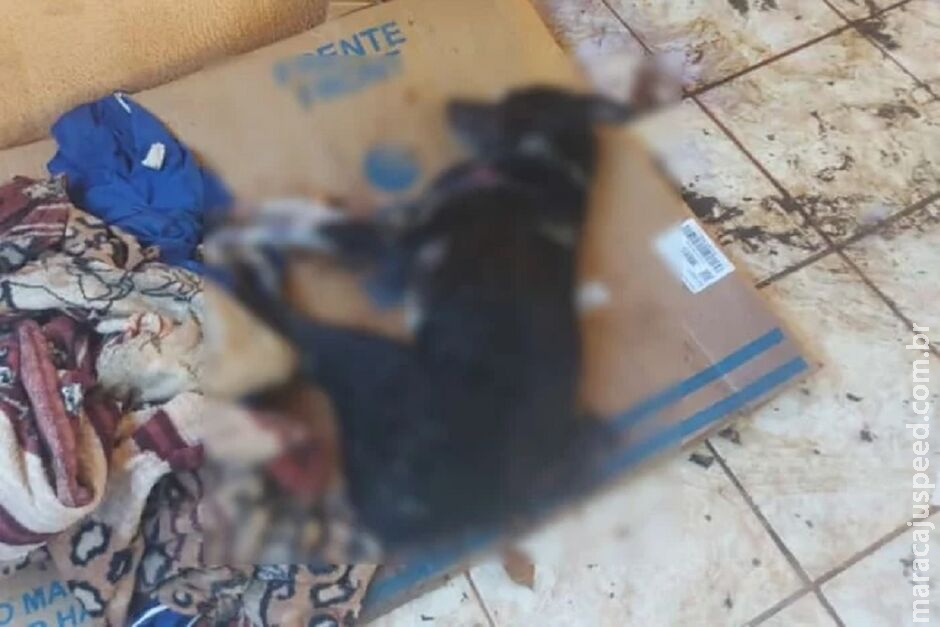 Homem mata cachorro a pauladas porque "não andava nem se alimentava" Homem mata cachorro a pauladas porque "não andava nem se alimentava"