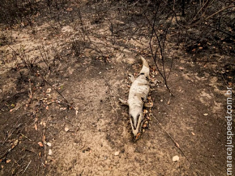 Imagens retratam morte e paisagem aniquilada em estrada pantaneira por onde fogo passou Imagens retratam morte e paisagem aniquilada em estrada pantaneira por onde fogo passou