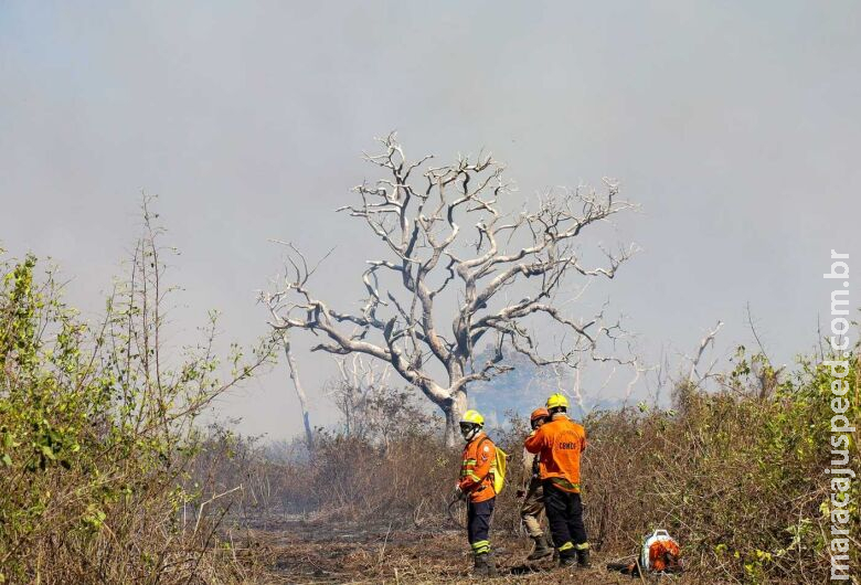 Incêndios já atingiram 566 mil hectares no Pantanal e 94 infrações foram emitidas Incêndios já atingiram 566 mil hectares no Pantanal e 94 infrações foram emitidas