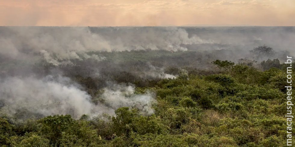 Pantanal poderá ter crise hídrica histórica em 2024, aponta estudo Pantanal poderá ter crise hídrica histórica em 2024, aponta estudo