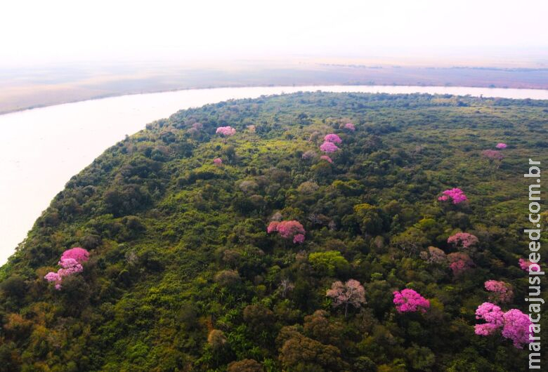 Pantanal Sul-mato-grossense se revela um gigante cheio de vida Pantanal Sul-mato-grossense se revela um gigante cheio de vida