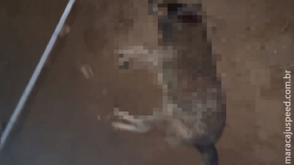 Pitbull solto ataca e mata cachorro em bairro de Água Clara Pitbull solto ataca e mata cachorro em bairro de Água Clara