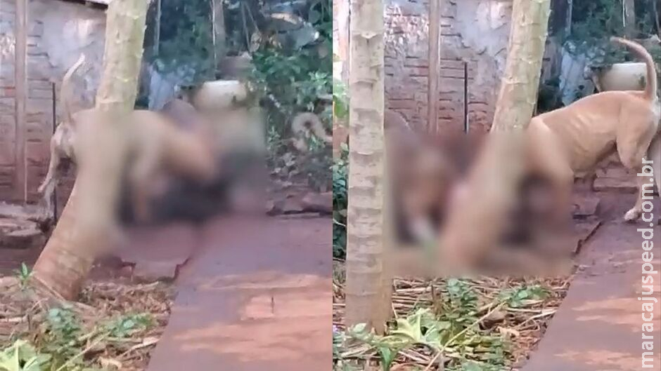 Pitbulls invadem casa e matam cachorro no Jardim Colúmbia
