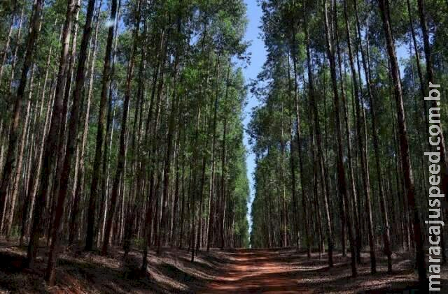 Projeto florestal de R$ 282 milhões vai começar em Mato Grosso do Sul Projeto florestal de R$ 282 milhões vai começar em Mato Grosso do Sul