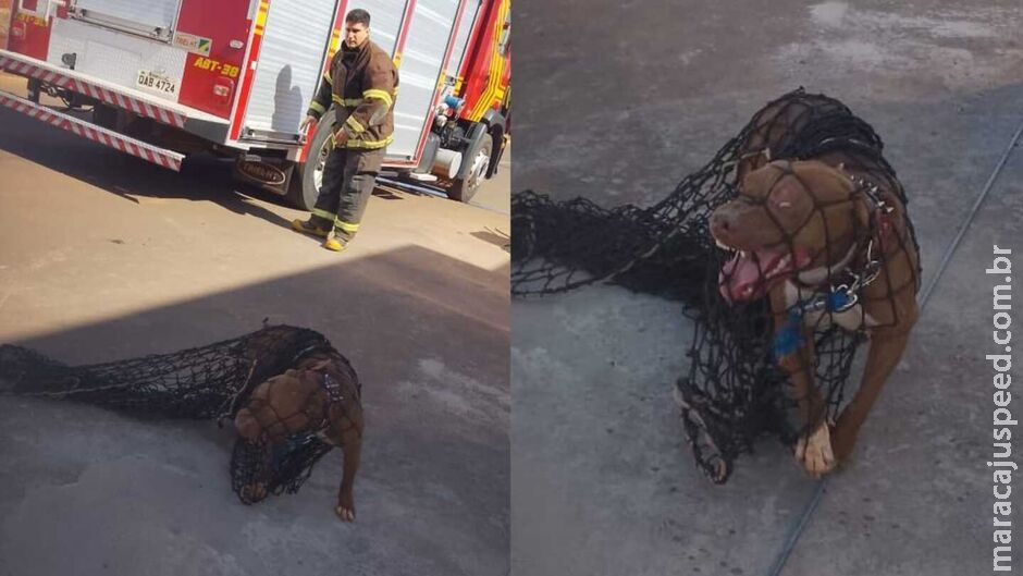 Projeto quer castração de cães de grande porte em Chapadão do Sul; Pit bull atacou pessoas Projeto quer castração de cães de grande porte em Chapadão do Sul; Pit bull atacou pessoas