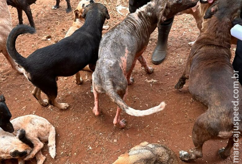 Responsáveis por ONG são presas por maus-tratos a animais Responsáveis por ONG são presas por maus-tratos a animais