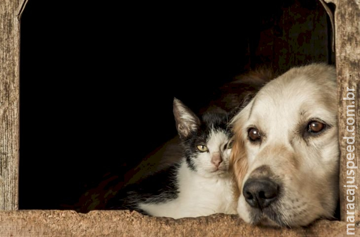 Superintendência de Proteção Animal realiza festival para discutir saúde única em agosto Superintendência de Proteção Animal realiza festival para discutir saúde única em agosto