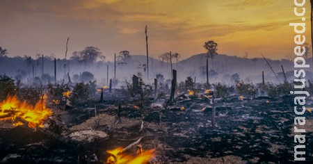 Amazônia enfrenta maior número de focos de incêndio em 17 anos, agravando crise ambiental no Brasil Amazônia enfrenta maior número de focos de incêndio em 17 anos, agravando crise ambiental no Brasil
