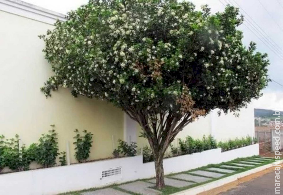 Aprovada proibição do plantio de murta em Mato Grosso do Sul Aprovada proibição do plantio de murta em Mato Grosso do Sul