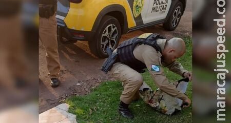 Bebê é encontrado abandonado em sacola e sobrevive no Paraná Bebê é encontrado abandonado em sacola e sobrevive no Paraná