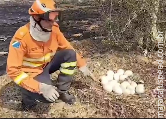 Bombeiros encontram ovos de ema intactos em cenário devastado pelo fogo Bombeiros encontram ovos de ema intactos em cenário devastado pelo fogo