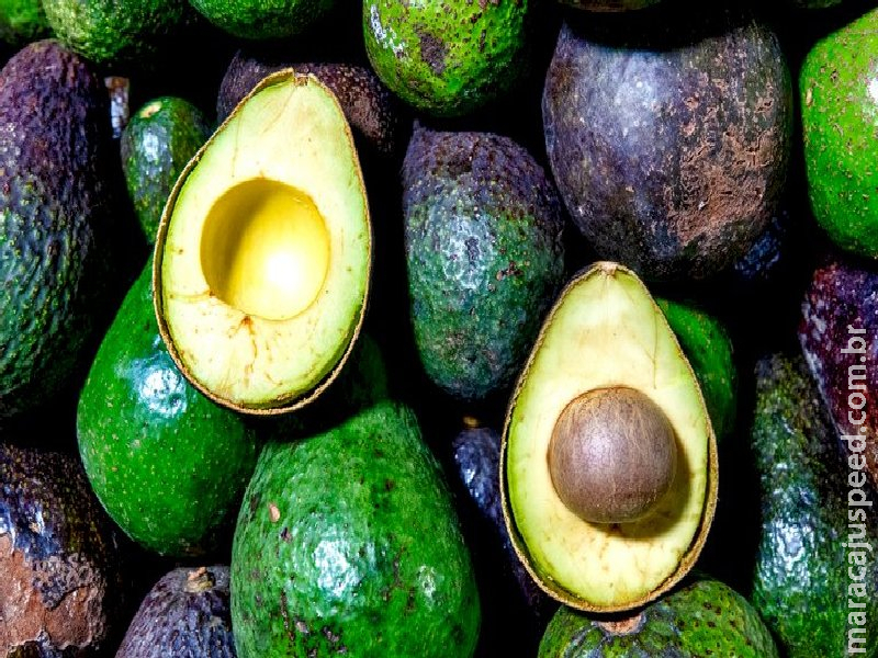 Brasil abre mercado para exportação de abacates para Costa Rica Brasil abre mercado para exportação de abacates para Costa Rica