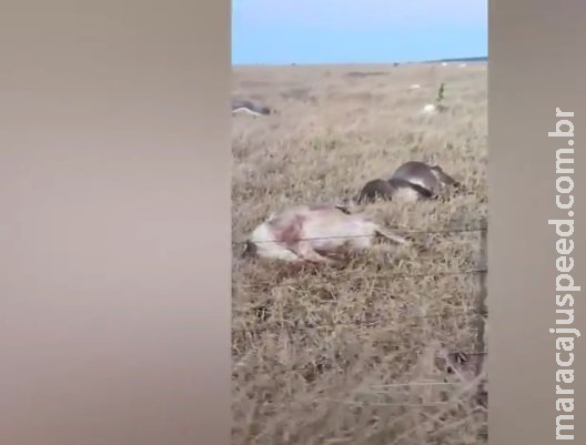 Frio mata mais de 120 cabeças de gado em Jaraguari Frio mata mais de 120 cabeças de gado em Jaraguari