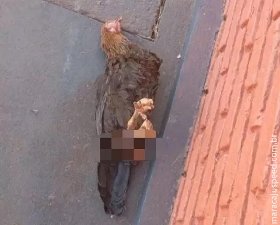 Galinha morre após sofrer abuso sexual em Goiás Galinha morre após sofrer abuso sexual em Goiás