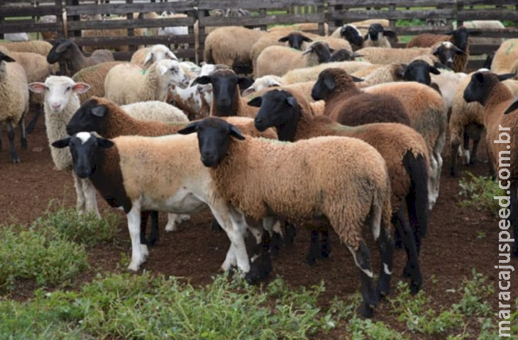 Iagro estabelece normas para trânsito de ovinos e caprinos após MS ser reconhecido área livre de febre aftosa Iagro estabelece normas para trânsito de ovinos e caprinos após MS ser reconhecido área livre de febre aftosa